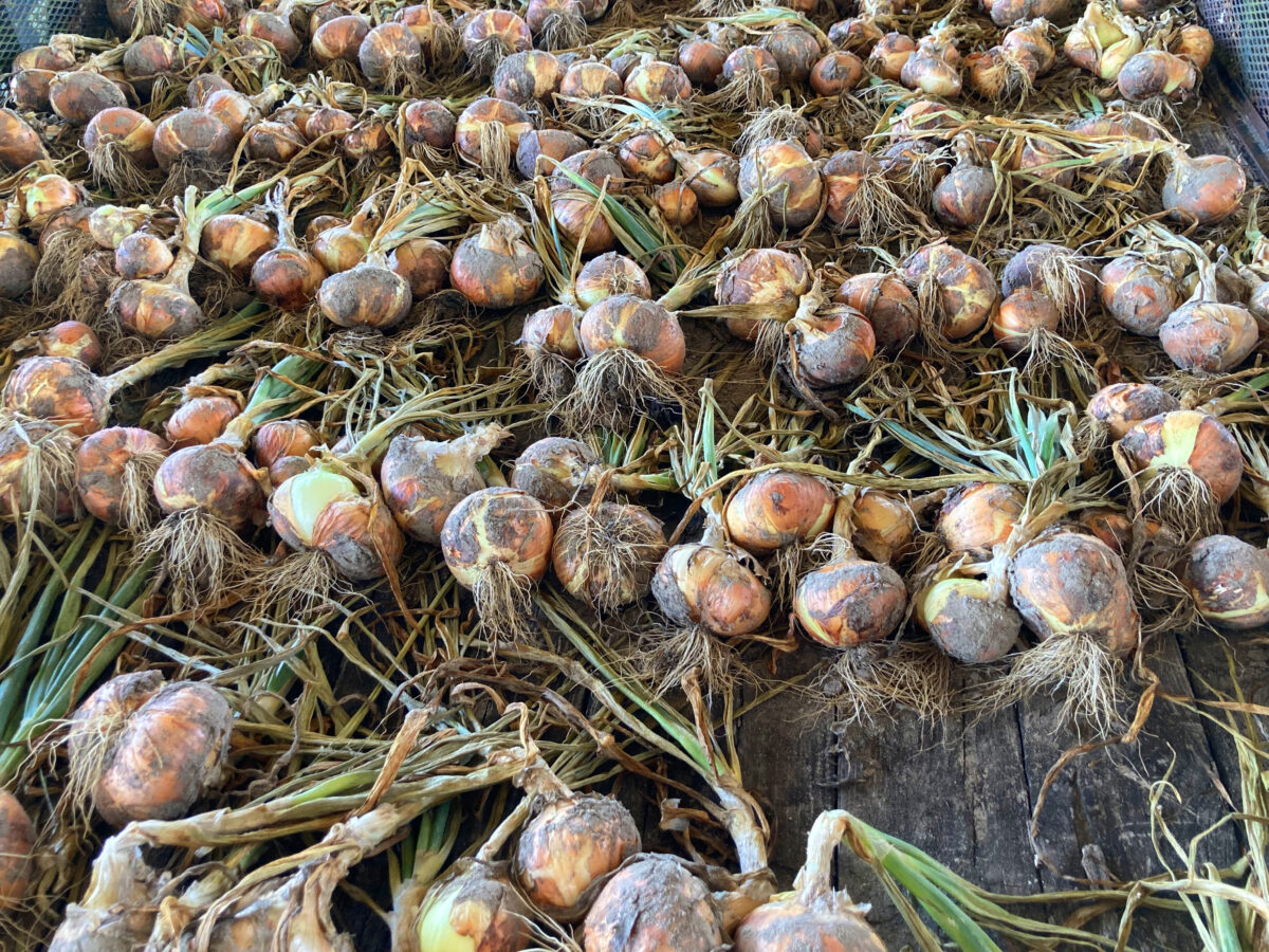 Harvested onions on the ground