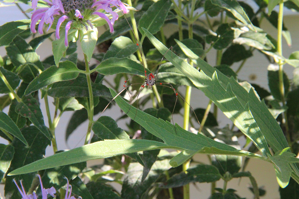 Harvestmen with orange mites all over.