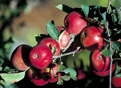 Although raising organic apples can cost 10 to 25 percent more than growing conventionally, according to a University of California study, price premiums still make them a profitable choice for farmers.