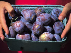 Organic plums grown in Portland,Ore., draw a premium at area farmers markets.
