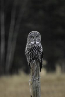 an owl on a fence post in a field