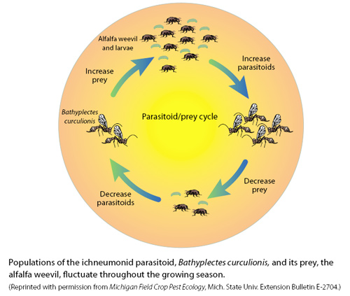 the parasitoid prey cycle