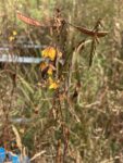 partridge pea