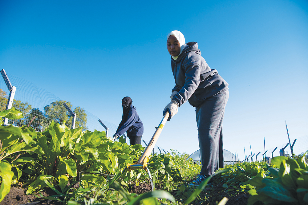 Person using stirrup hoe to plow the dirt and control weeds on a vibrant blue farm