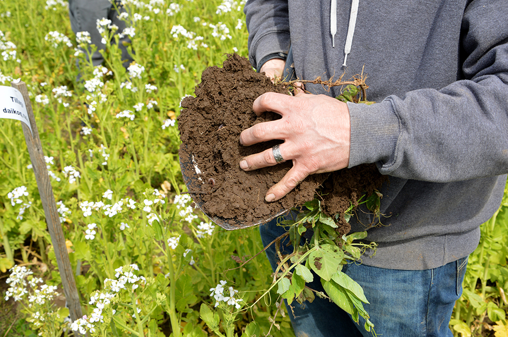 Hand digs grabs shovel full of soil