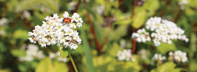 bug icon A ladybug on a white flower