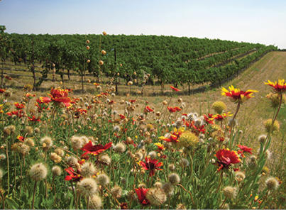 field field with wildflowers and crops in the background
