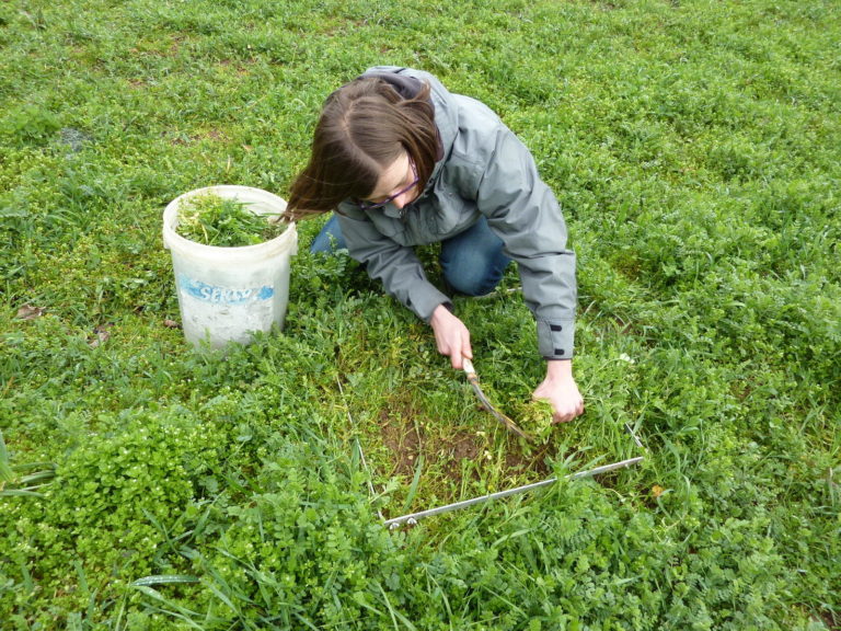 Woman cutting a plant sample Woman cutting a plant sample