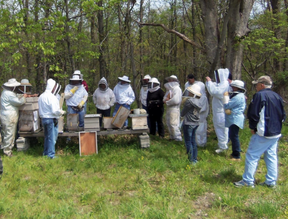 Beekeepers at an outdoor workshop
