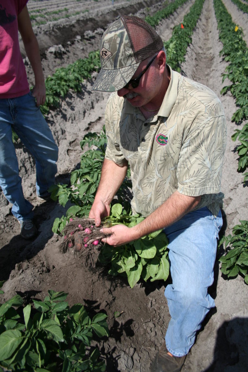 Man harvesting potatoes