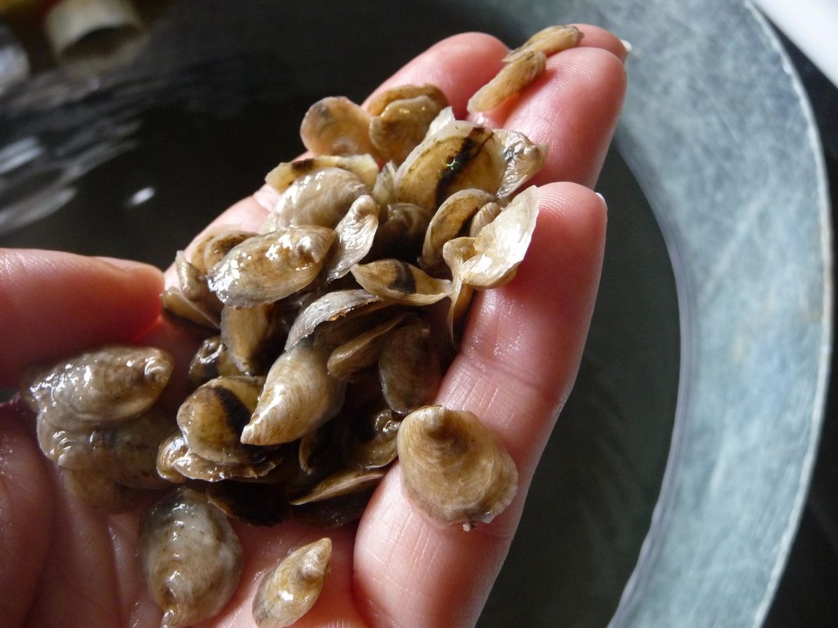 Hand holding oysters