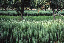 A rosemary cash crop teams with flowering buckwheat, which improves the soil and attracts beneficials, in a Brentwood, calif., apricot orchard.