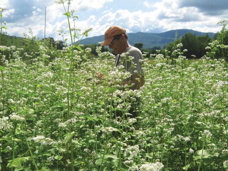 john hayden john hayden wearing an orange hat standing in a field of tall white flowers