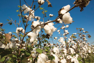 cotton cotton growing on a branch in a field