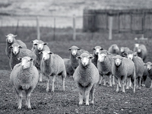 Polypay, Targhee and Columbia sheep on the USDA/University of Idaho sheep experiment station.