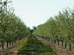 Cover crops in a California orchard reduce soil erosion and contribute to overall farm diversity.