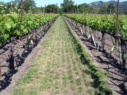 A mixture of perennial rye and chewings fescue helps moderate vigorous vine growth in deep valley soils.