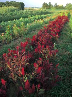 With season extension and sales to a variety of market outlets, organic cut flowers are a value - added crop that bring top dollar. Celosia, amaranth, scabiosa and sunflowers from these mixed beds in Browntown, Wis., went into community supported agriculture (CSA) shares, and were sold at farmers markets and weddings.
