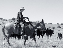 Choosing how to schedule your cattle production is important from a marketing perspective. Courtesy of Will Holder.
