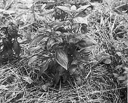 Straw mulch provides hiding places for such nocturnal predators as spiders and ground beetles.