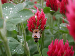 A crimson clover cover crop prevents erosion, improves soil, fixes nitrogen and attracts beneficial insects.