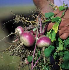 handful of turnips