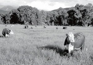 Genetics and breeds directly affect marbling and tenderness of the meat.