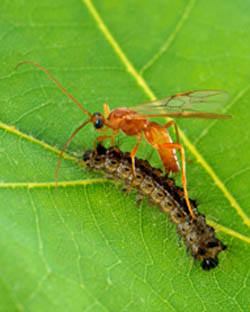 Aleiodes indiscretus wasp parasitizing a gypsy moth caterpillar.