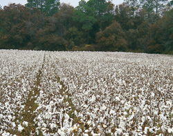 In response to attack by insect pests, cotton emits a chemical signal calling beneficial wasps to the rescue.