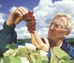 Horticulturist Philip Forsline examines hybrid grapes developed in a USDA breeding program.