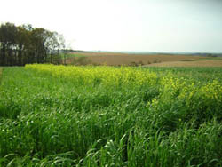Steve Groff’s cover crop of cereal rye and flowering rapeseed provides multiple benefits compared to neighboring plowed fields.