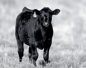 Angus calf in black and white