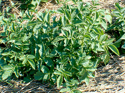 Insect Biocontrol lab (top) fare better than those grown using a system without cover crops (below).
