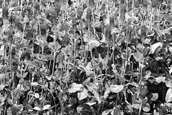 The cover crop mixture of balansa clover, crimson clover (shown) and hairy vetch helped build beneficial insect populations early in the season.