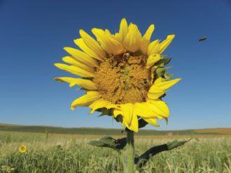 sunflower in South Dakota sunflower in South Dakota