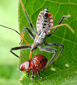 Assassin bug feeding on Colorado potato beetle larva.