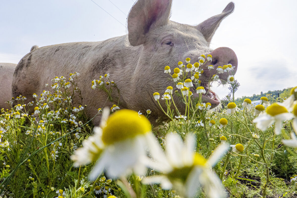 a pig is grazing in a field with flowering chamomile plants