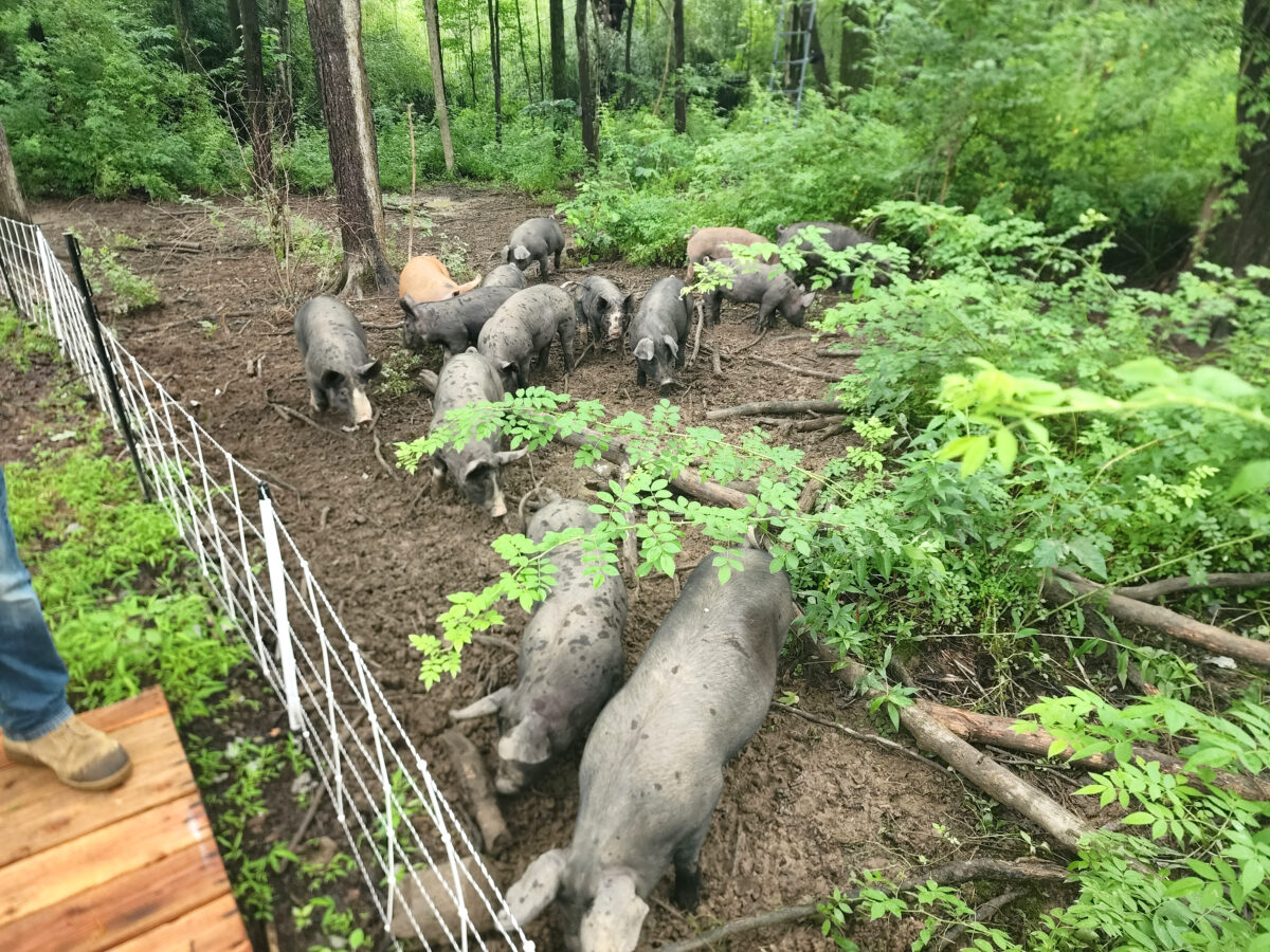 pigs grazing in forest