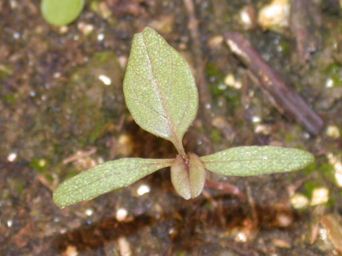 Powell amaranth seedling