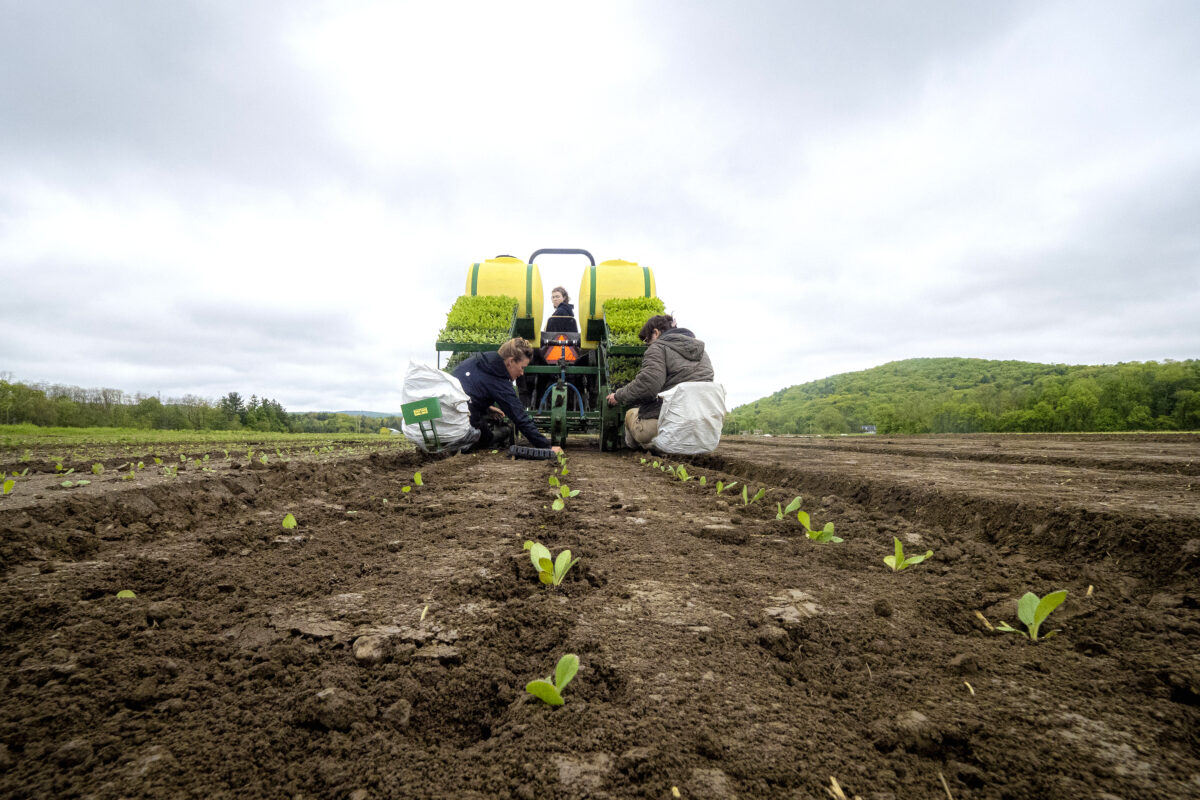 Tractor going through crops. 