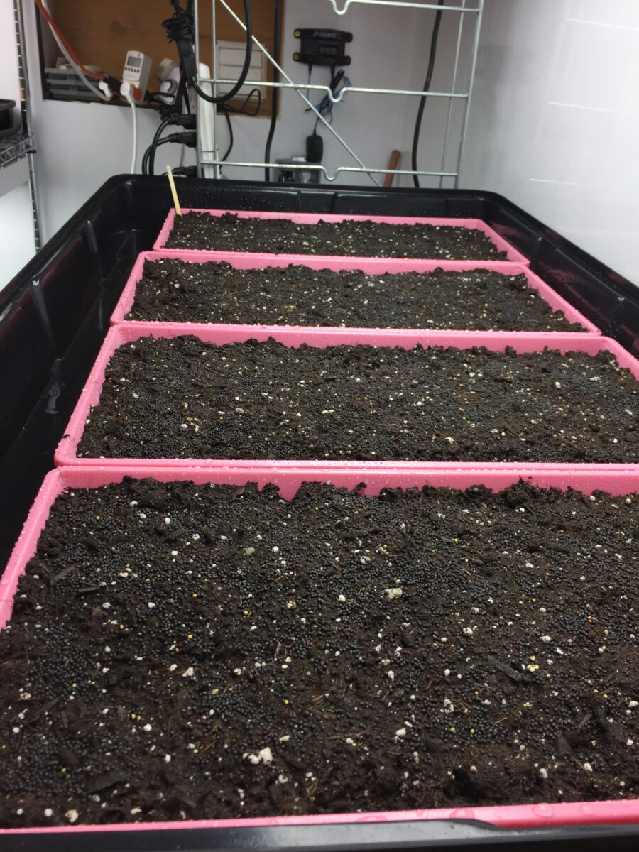 trays full of soil in a growing facility