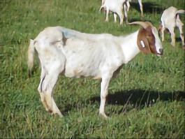 Side profile of a goat showcasing a poor body condition