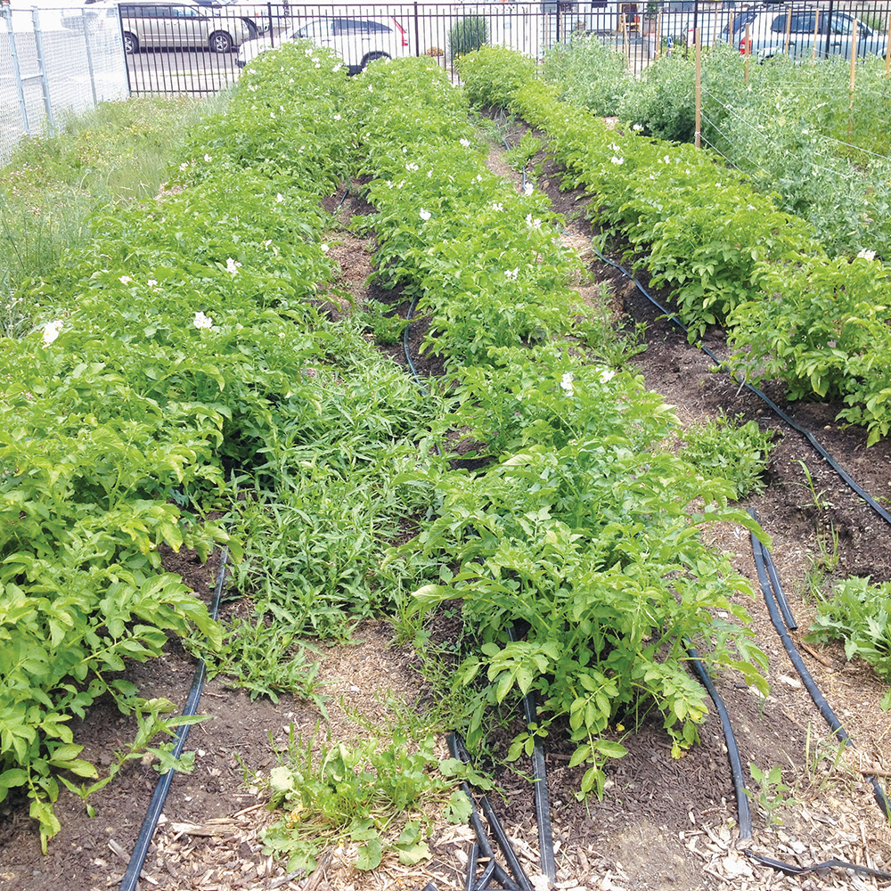 Potato beds with green leaves sprouting in beds in a man made bed in a parking lot