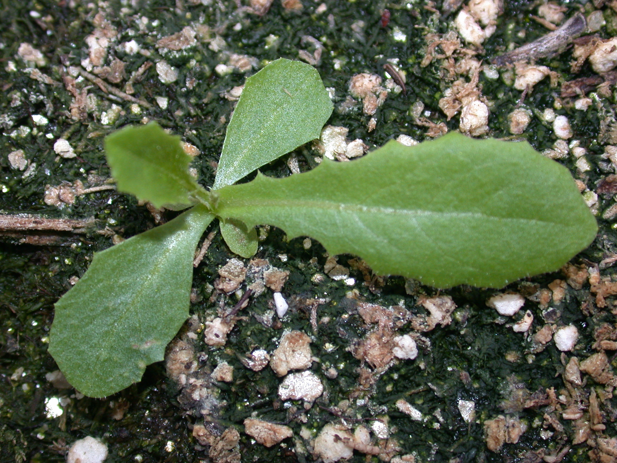 Image of Prickly lettuce field