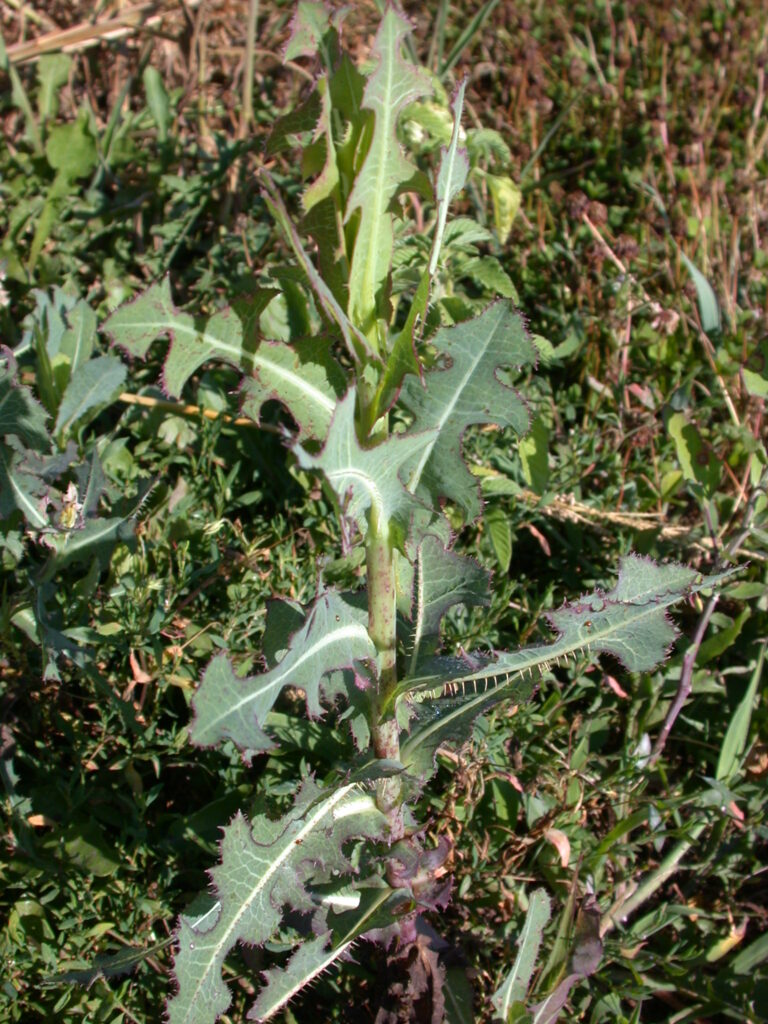 Prickly Lettuce SARE