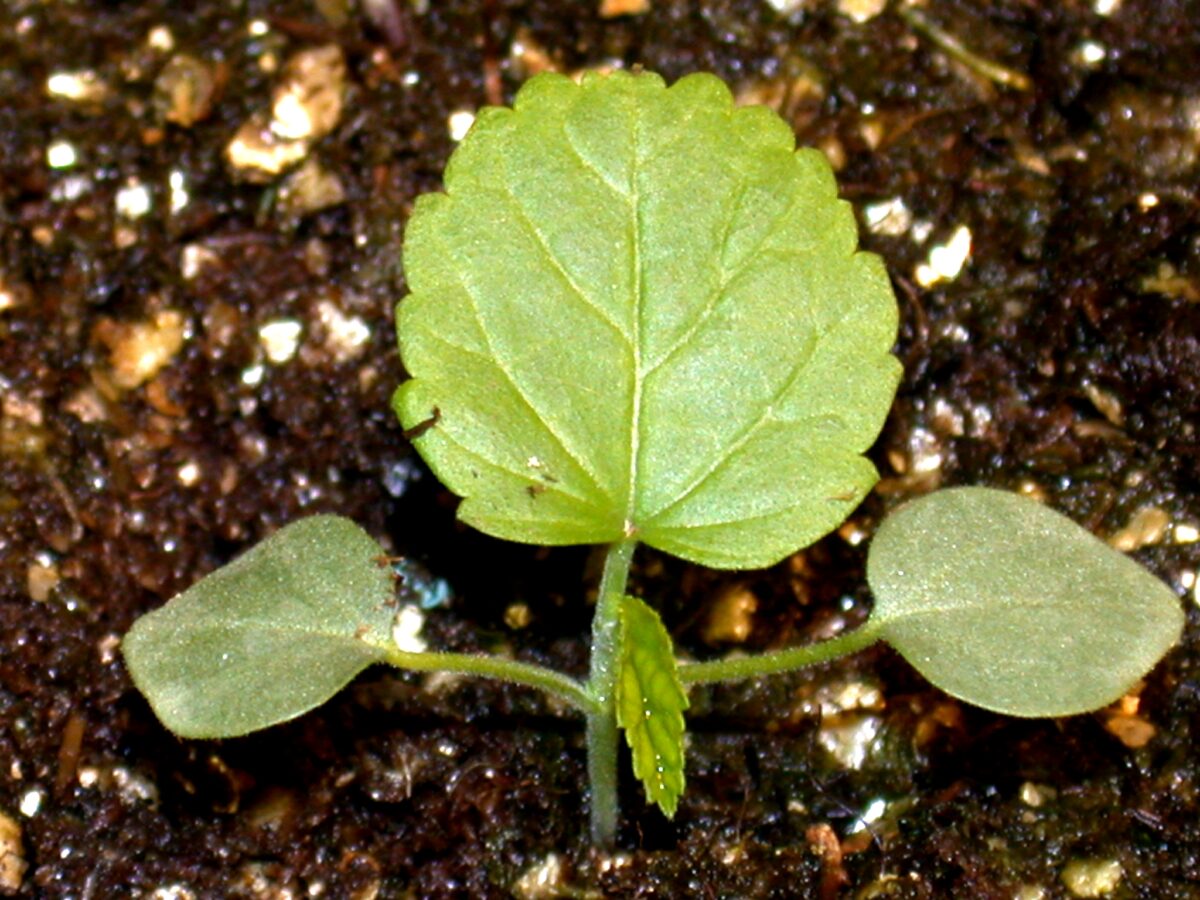 Prickly sida seedling