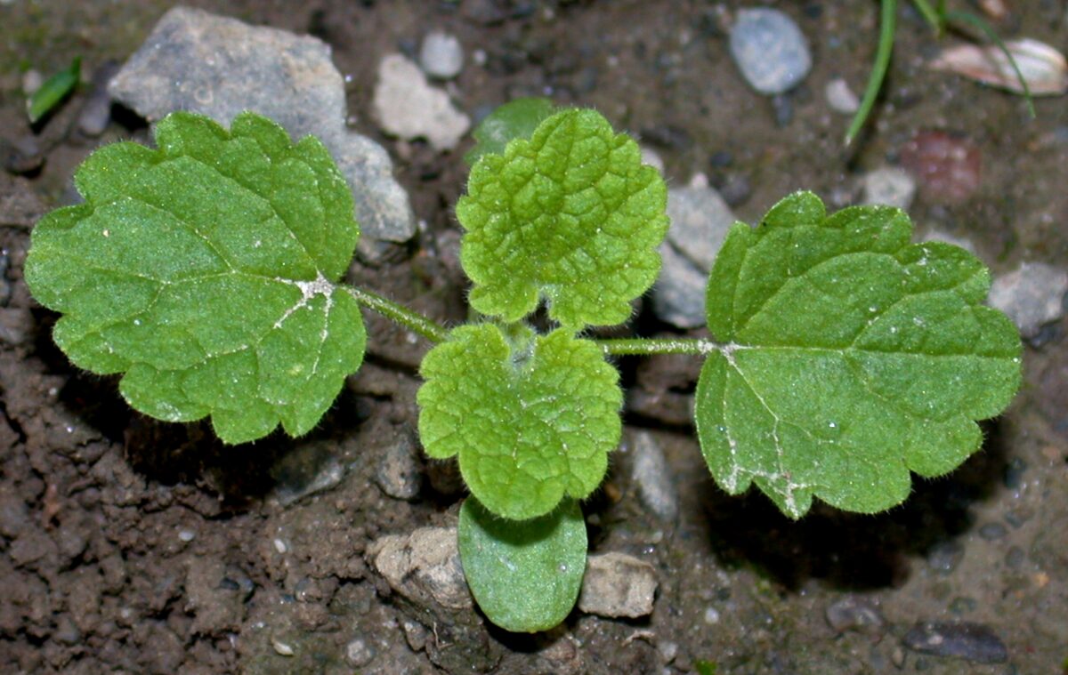 Purple deadnettle seedling