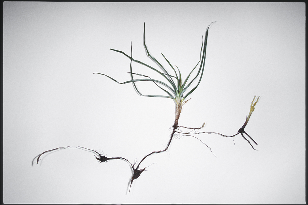 Purple nutsedge shoots