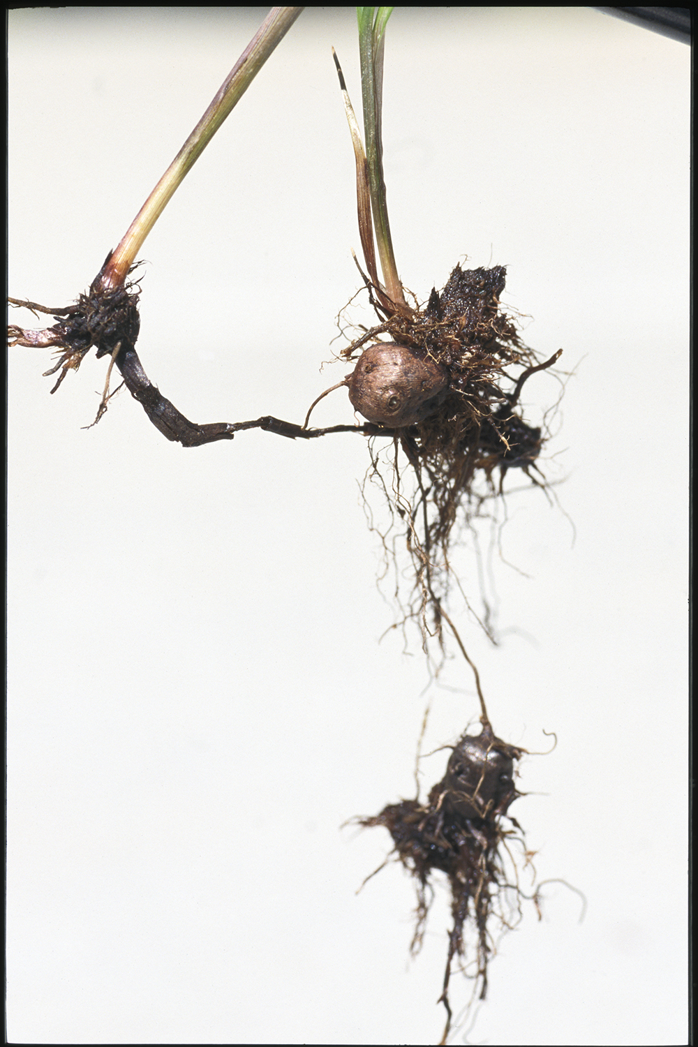 Purple Nutsedge SARE