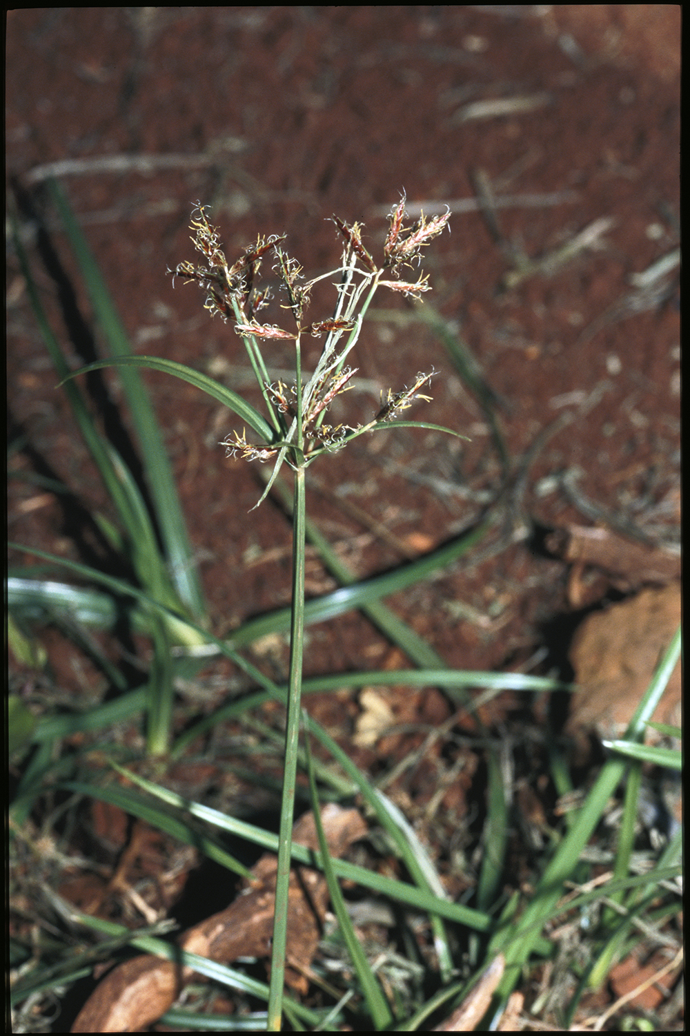 Purple Nutsedge SARE